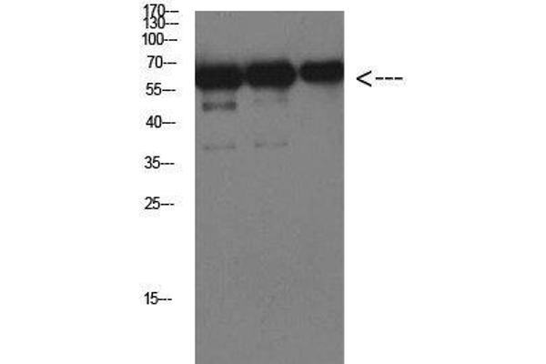 Luciferase 抗体