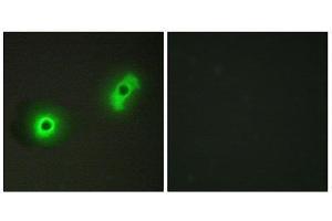 Immunofluorescence (IF) image for anti-Cdk5 and Abl Enzyme Substrate 2 (CABLES2) (Internal Region) antibody (ABIN1850210) (CABLES2 抗体  (Internal Region))