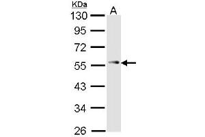 Image no. 1 for anti-Tumor Protein P53 (TP53) (AA 312-374) antibody (ABIN467631) (p53 抗体  (AA 312-374))