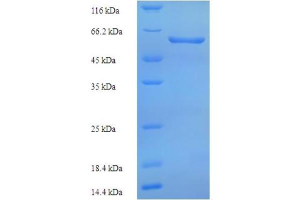 FAM20A Protein (AA 34-541) (His tag)