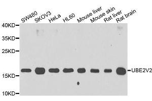 Western blot analysis of extracts of various cell lines, using UBE2V2 antibody. (UBE2V2 抗体  (AA 1-145))