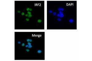Immunofluorescence (IF) image for anti-Interferon Regulatory Factor 2 (IRF2) antibody (ABIN2665203) (IRF2 抗体)