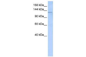 Western Blotting (WB) image for anti-Desmoglein 2 (DSG2) antibody (ABIN2458922) (Desmoglein 2 抗体)