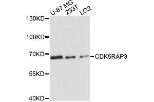 Western blot analysis of extracts of various cell lines, using CDK5RAP3 antibody (ABIN6290183) at 1:3000 dilution. (CDK5RAP3 抗体)