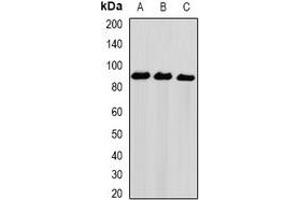 Western blot analysis of NIRF expression in Hela (A), PC3 (B), THP1 (C) whole cell lysates. (UHRF2 抗体)