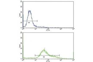 Flow cytometric analysis of HeLa cells using CD71 antibody (bottom histogram) compared to a negative control (top histogram). (Transferrin Receptor 抗体  (AA 649-677))