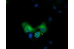 Immunofluorescence (IF) image for anti-COBW Domain Containing 1 (CBWD1) antibody (ABIN1497114) (CBWD1 抗体)