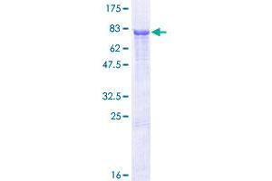 Image no. 1 for Proteasome (Prosome, Macropain) 26S Subunit, Non-ATPase, 12 (PSMD12) (AA 1-456) protein (GST tag) (ABIN1316625) (PSMD12 Protein (AA 1-456) (GST tag))