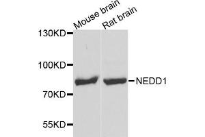 Western blot analysis of extracts of various cell lines, using NEDD1 antibody (ABIN5972959) at 1/1000 dilution. (NEDD1 抗体)