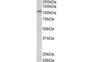 Western Blotting (WB) image for anti-Thyroid Peroxidase (TPO) (C-Term) antibody (ABIN2464934) (Thyroperoxidase 抗体  (C-Term))
