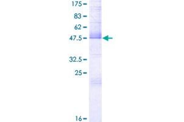 IL32 Protein (AA 1-188) (GST tag)