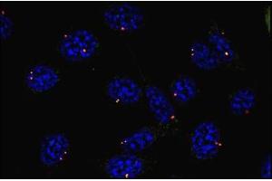 Immunofluorescence (IF) image for anti-Tubulin, gamma 1 (TUBG1) (C-Term) antibody (ABIN94313)