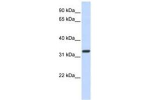 Image no. 1 for anti-NK2 Homeobox 5 (NKX2-5) (AA 72-121) antibody (ABIN6742220) (NK2 Homeobox 5 抗体  (AA 72-121))