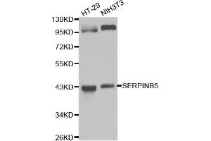 Western blot analysis of extracts of various cell lines, using SERPINB5 antibody (ABIN5970525) at 1/1000 dilution. (SERPINB5 抗体)