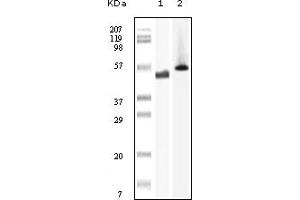 Western Blotting (WB) image for anti-PTK6 Protein tyrosine Kinase 6 (PTK6) (truncated) antibody (ABIN2464095) (PTK6 抗体  (truncated))