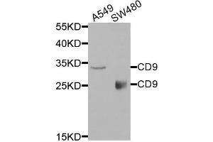 Western blot analysis of extracts of A549 and SW480 cells, using CD9 antibody. (CD9 抗体)