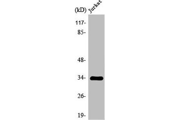 OR2H2 抗体  (C-Term)