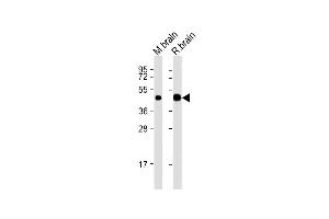 All lanes : Anti-CNP Antibody (N-Term) at 1:2000 dilution Lane 1: mouse brain lysates Lane 2: rat brain lysates Lysates/proteins at 20 μg per lane. (Cnpase 抗体  (AA 92-126))