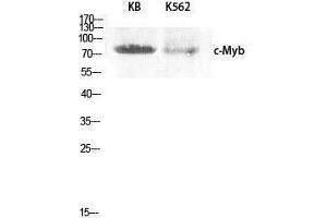 Western Blotting (WB) image for anti-V-Myb Myeloblastosis Viral Oncogene Homolog (Avian) (MYB) (Ser93) antibody (ABIN3179961) (MYB 抗体  (Ser93))