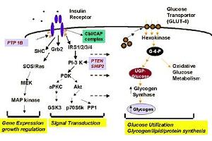 Diagram of glycogen synthase as a component of insulin signal transduction pathways. (Glycogen Synthase 抗体  (pSer641))