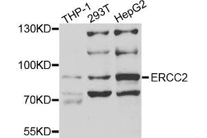 Western blot analysis of extracts of various cell lines, using ERCC2 antibody (ABIN5973287) at 1/1000 dilution. (ERCC2 抗体)