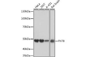Western blot analysis of extracts of various cell lines, using FNTB Rabbit mAb (ABIN1680761, ABIN3016316, ABIN3016317 and ABIN7101479) at 1:1000 dilution. (FNTB 抗体)