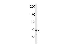 Western blot analysis in CEM cell line lysates (35ug/lane). (DVL2 抗体  (C-Term))