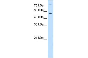 WB Suggested Anti-BTN1A1 Antibody Titration:  0. (BTN1A1 抗体  (N-Term))