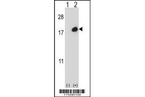 Western blot analysis of ISG15 using rabbit polyclonal using 293 cell lysates (2 ug/lane) either nontransfected (Lane 1) or transiently transfected (Lane 2) with the ISG15 gene. (ISG15 抗体  (C-Term))