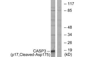 Western blot analysis of extracts from COLO cells, using CASP3 (p17, Cleaved-Asp175) antibody. (Caspase 3 抗体  (Cleaved-Asp175))