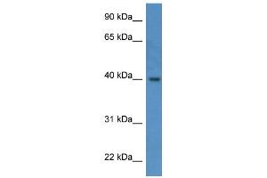 Western Blotting (WB) image for anti-ELMO/CED-12 Domain Containing 3 (ELMOD3) (C-Term) antibody (ABIN786164) (ELMOD3 抗体  (C-Term))