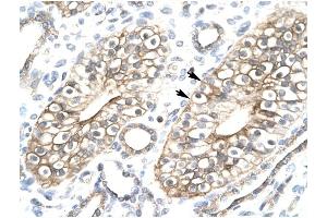 FLJ11730 antibody was used for immunohistochemistry at a concentration of 4-8 ug/ml to stain Epithelial cells of collecting tubule (lndicated with Arrows) in Human Kidney. (FLJ11730 (N-Term) 抗体)