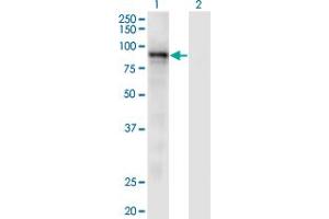 Western Blot analysis of RASA3 expression in transfected 293T cell line by RASA3 monoclonal antibody (M01), clone 1F11. (RASA3 抗体  (AA 725-834))