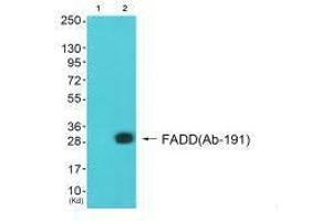 Western blot analysis of extracts from A549 cells (Lane 2), using FADD (Ab-191) antiobdy. (FADD 抗体  (C-Term))