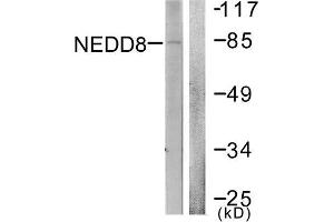 Western Blotting (WB) image for anti-Neural Precursor Cell Expressed, Developmentally Down-Regulated 8 (NEDD8) (N-Term) antibody (ABIN1848829) (NEDD8 抗体  (N-Term))