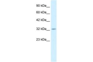 Western Blotting (WB) image for anti-Paired Box 9 (PAX9) antibody (ABIN2460900) (PAX9 抗体)