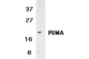 Image no. 2 for anti-BCL2 Binding Component 3 (BBC3) (C-Term) antibody (ABIN209040) (PUMA 抗体  (C-Term))