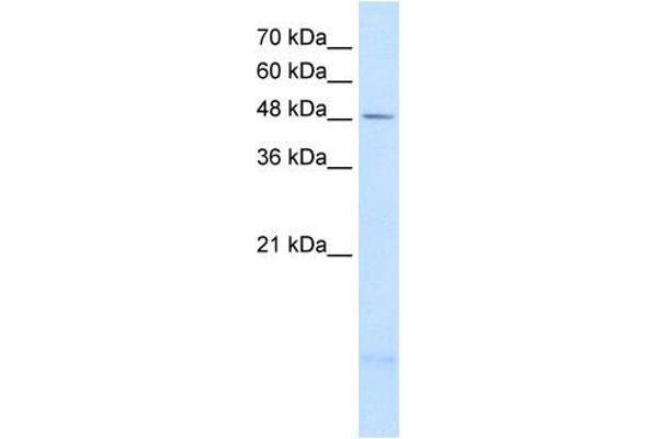 PSD3 抗体  (Middle Region)