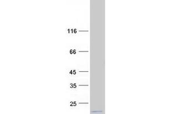 MRPL54 Protein (Myc-DYKDDDDK Tag)