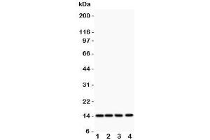 Western blot testing of PDGF-B antibody and Lane 1:  rat heart;  2: (r) brain;  3: mouse heart;  4: human HeLa lysate  Predicted size: ~15KD monomer and ~32KD dimer (PDGFB 抗体  (AA 82-190))