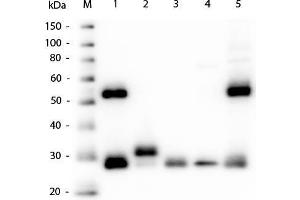 Western Blot of Goat Anti-Mouse IgG (H&L) Antibody. (山羊 anti-小鼠 IgG (Heavy & Light Chain) Antibody)