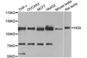 Western blot analysis of extracts of various cell lines, using HGS antibody. (HGS 抗体)