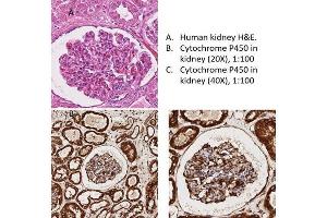 Immunohistochemistry of Rabbit Anti-Cytochrome p450 Antibody - Immunohistochemistry of Rabbit Anti-Cytochrome p450 Antibody. (Cytochrome P450 抗体)