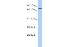 KLHL5 antibody used at 2. (KLHL5 抗体  (N-Term))