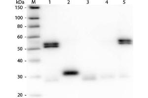 Western Blotting (WB) image for Goat anti-Rat IgG (Heavy & Light Chain) antibody (FITC) - Preadsorbed (ABIN102130)