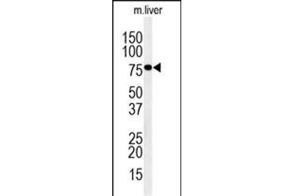 IN80D 抗体  (N-Term)