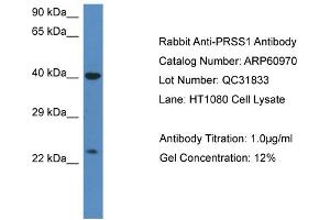 Western Blotting (WB) image for anti-Protease, serine, 1 (Trypsin 1) (PRSS1) (C-Term) antibody (ABIN786306) (PRSS1 抗体  (C-Term))