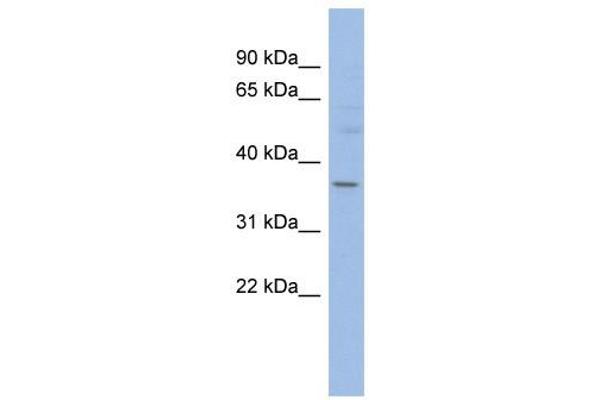 HMGCLL1 抗体  (N-Term)