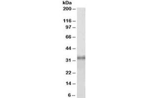 Western blot testing of HEK293 lysate with Fibrillarin antibody at 1ug/ml. (Fibrillarin 抗体)