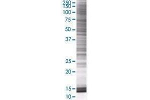 GRPEL1 transfected lysate. (GRPEL1 293T Cell Transient Overexpression Lysate(Denatured))